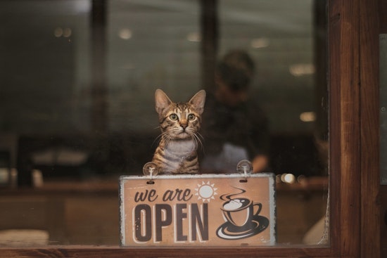 CatCafe Lounge Claws Back In Venice After Rent Hike Ousts Feline Haven