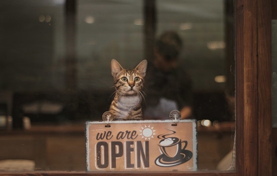 CatCafe Lounge Claws Back In Venice After Rent Hike Ousts Feline Haven