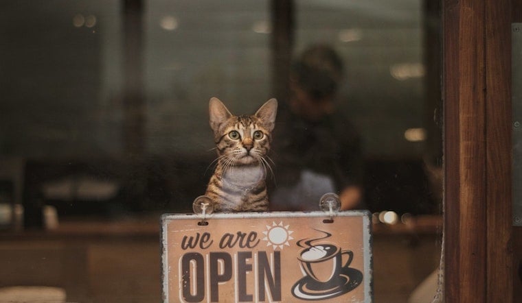 CatCafe Lounge Claws Back In Venice After Rent Hike Ousts Feline Haven