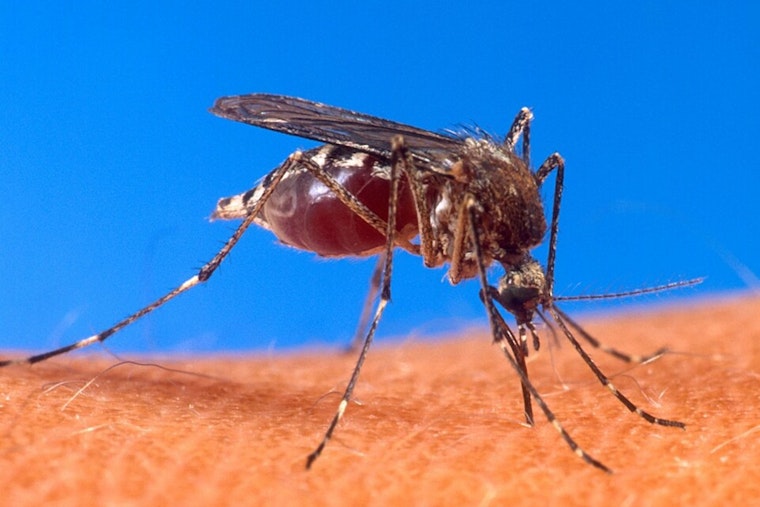 CDC Sounds Alarm For U.S. Jet-Setters As Painful Mosquito Virus Pops Up In Five Hotspots