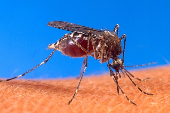 CDC Sounds Alarm For U.S. Jet-Setters As Painful Mosquito Virus Pops Up In Five Hotspots