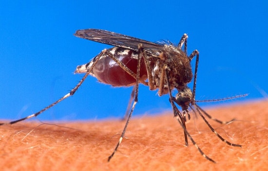 CDC Sounds Alarm For U.S. Jet-Setters As Painful Mosquito Virus Pops Up In Five Hotspots