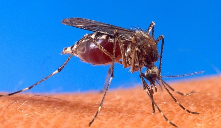 CDC Sounds Alarm For U.S. Jet-Setters As Painful Mosquito Virus Pops Up In Five Hotspots