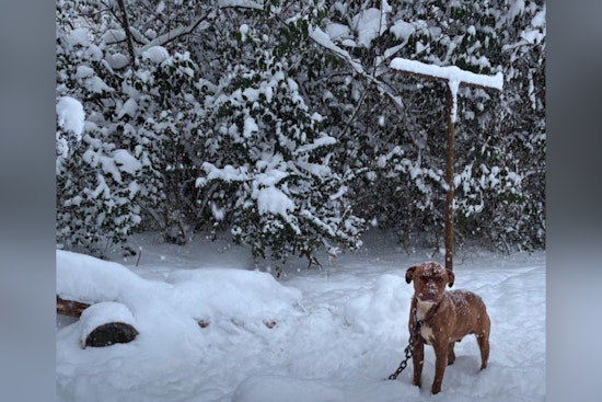 Charlotte Animal Welfare Officers Rescue Two Dogs Left Outdoors in Severe Winter Storm