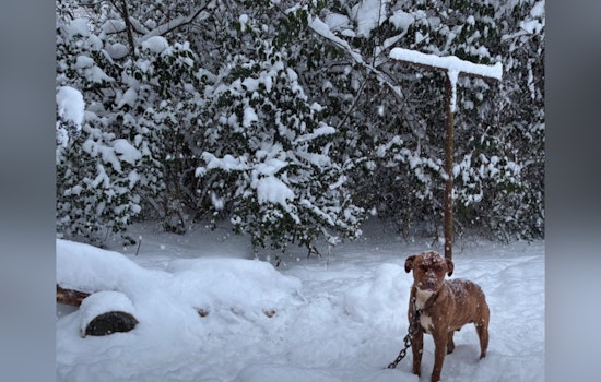Charlotte Animal Welfare Officers Rescue Two Dogs Left Outdoors in Severe Winter Storm