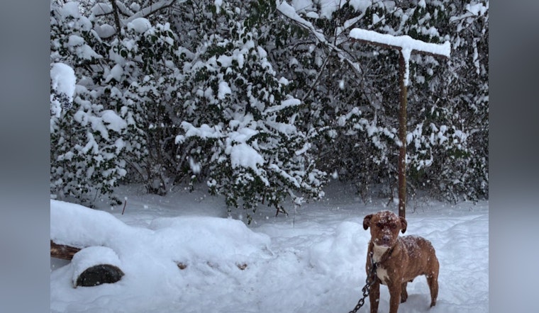 Charlotte Animal Welfare Officers Rescue Two Dogs Left Outdoors in Severe Winter Storm