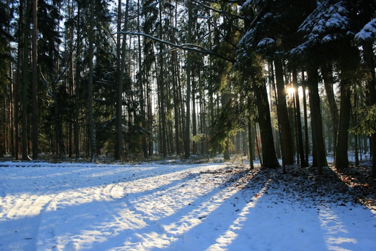 Charlotte Gripped by Freezing Temperatures as National Weather Service Issues Cold Weather Advisory