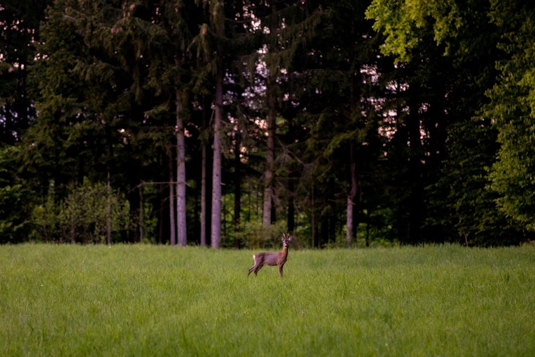 Chronic Wasting Disease Detected in Wild Deer of Gladwin County, Michigan, DNR Urges Precaution