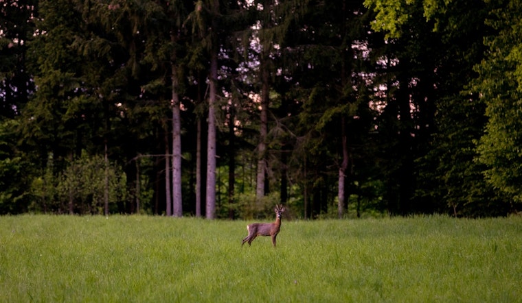 Chronic Wasting Disease Detected in Wild Deer of Gladwin County, Michigan, DNR Urges Precaution