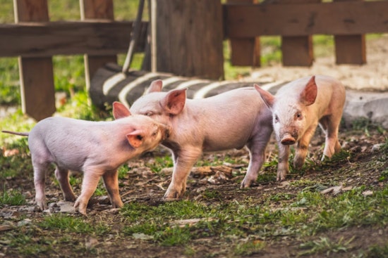 Colonie Love Rival Pig Farm Plot Ends With Prison, Not Pigs