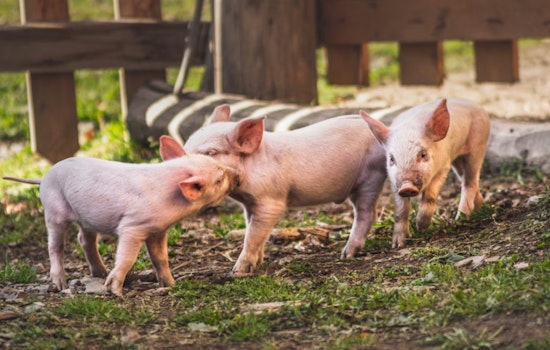 Colonie Love Rival Pig Farm Plot Ends With Prison, Not Pigs