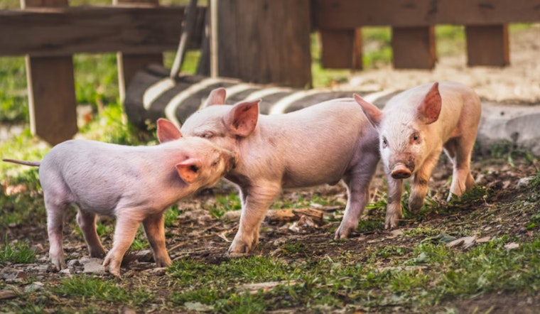 Colonie Love Rival Pig Farm Plot Ends With Prison, Not Pigs