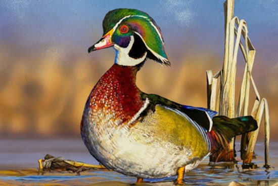 Columbus Hosts Victory for Tim Taylor's Wood Duck in Ohio's 2027 Wetlands Habitat Stamp Contest