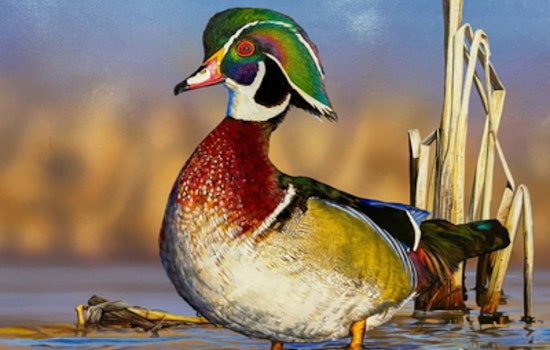 Columbus Hosts Victory for Tim Taylor's Wood Duck in Ohio's 2027 Wetlands Habitat Stamp Contest