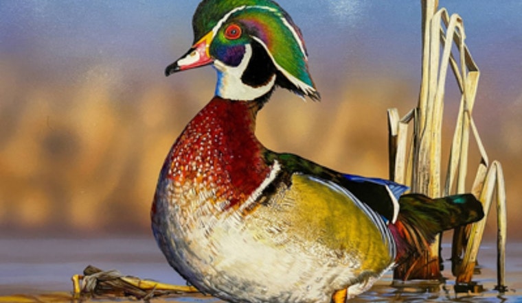 Columbus Hosts Victory for Tim Taylor's Wood Duck in Ohio's 2027 Wetlands Habitat Stamp Contest