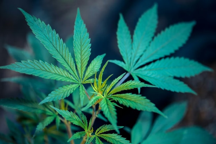 Columbus Weed Stop on East Welch Ends in Explosives Bust, Judge Backs Car Search