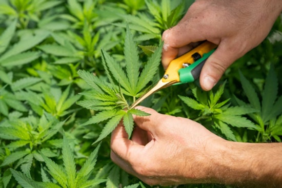 Costa Rica Cops Hit Cannabis Farm Tied To Austin’s $100 Million Court Brawl