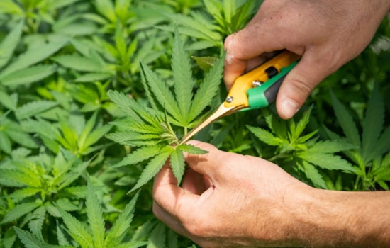 Costa Rica Cops Hit Cannabis Farm Tied To Austin’s $100 Million Court Brawl