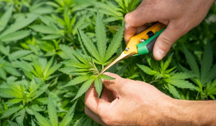 Costa Rica Cops Hit Cannabis Farm Tied To Austin’s $100 Million Court Brawl