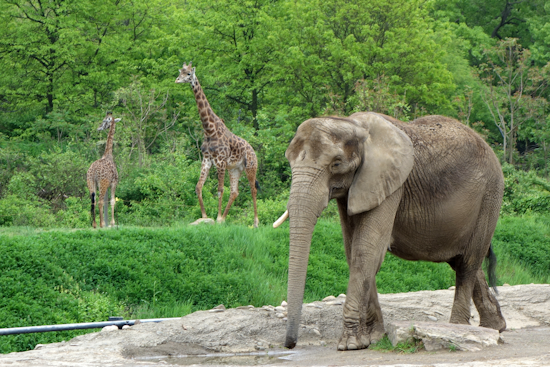 Court Denies Bid to Release Elephant From Pittsburgh Zoo