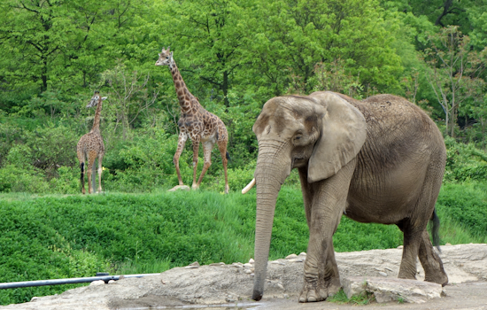 Court Denies Bid to Release Elephant From Pittsburgh Zoo