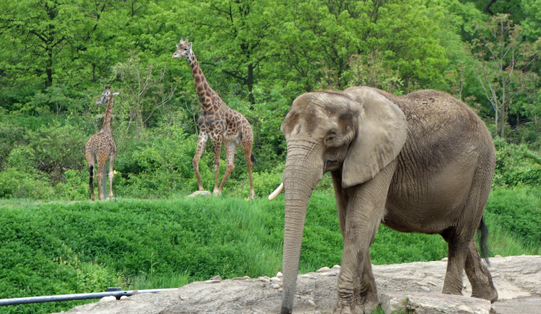 Court Denies Bid to Release Elephant From Pittsburgh Zoo