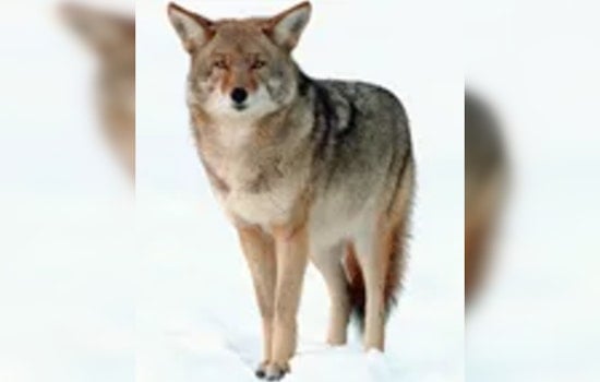 Coyote Packs Take Over Mequon Backyards, Rattled Neighbors Demand Action