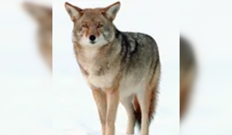 Coyote Packs Take Over Mequon Backyards, Rattled Neighbors Demand Action