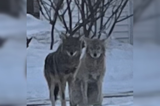 Coyotes Creep Through Nonantum As Newton Police Urge Residents To Lock Down Pets