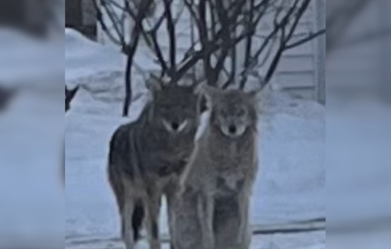 Coyotes Creep Through Nonantum As Newton Police Urge Residents To Lock Down Pets