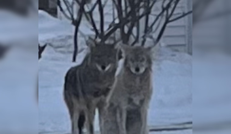 Coyotes Creep Through Nonantum As Newton Police Urge Residents To Lock Down Pets
