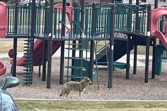 Coyotes Stir Panic In Wheat Ridge As Pets Come Under Threat