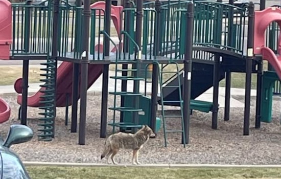Coyotes Stir Panic In Wheat Ridge As Pets Come Under Threat