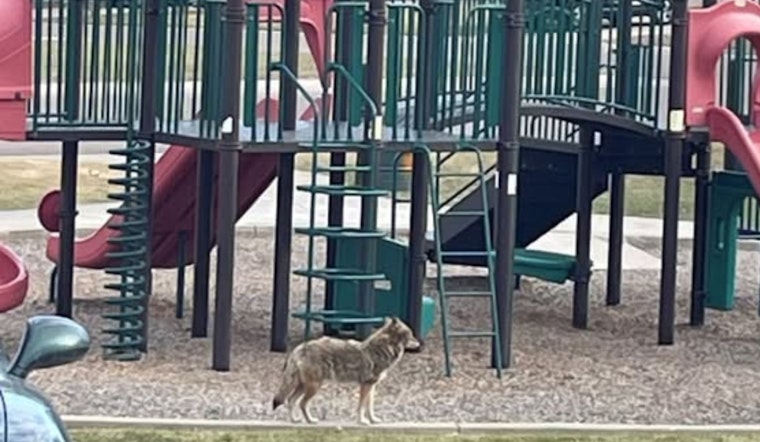 Coyotes Stir Panic In Wheat Ridge As Pets Come Under Threat