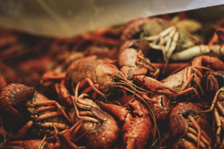Crawfish Comeback Hans' Boil Pops Back Up at the Barn in Cypress