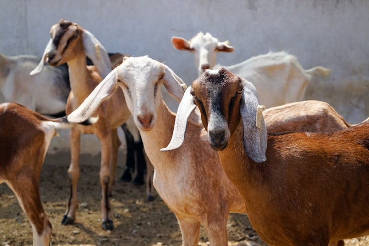 Dallas Unleashes 260 Hungry Goats On White Rock Lake Privet