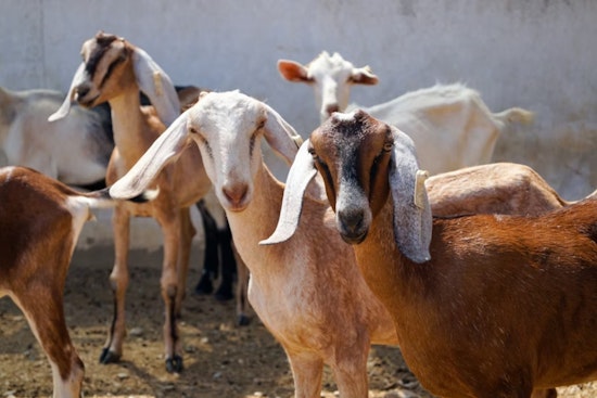 Dallas Unleashes 260 Hungry Goats On White Rock Lake Privet