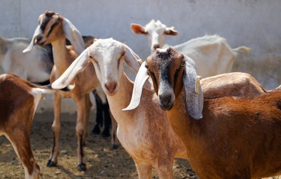 Dallas Unleashes 260 Hungry Goats On White Rock Lake Privet