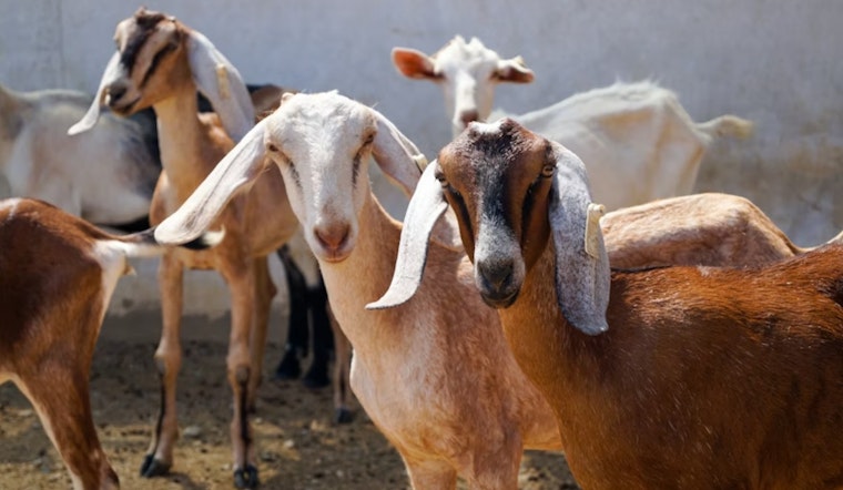 Dallas Unleashes 260 Hungry Goats On White Rock Lake Privet