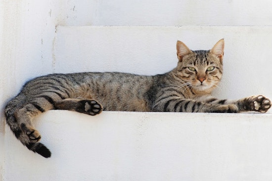 Cat Chaos in Woonsocket as 100 Felines Pulled From Packed House
