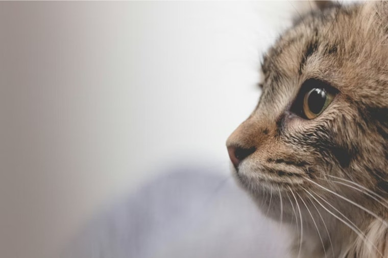 Dead Cats Litter Lawns By Horizon City Build, Neighbors On Edge