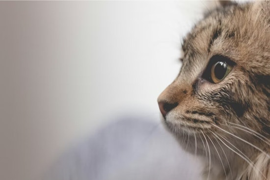 Dead Cats Litter Lawns By Horizon City Build, Neighbors On Edge