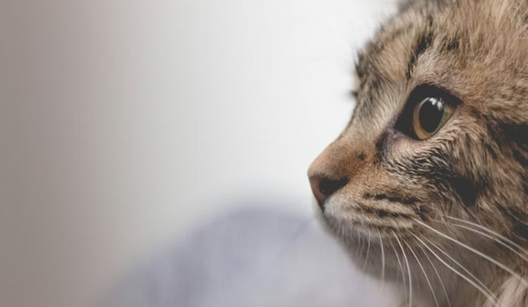 Dead Cats Litter Lawns By Horizon City Build, Neighbors On Edge