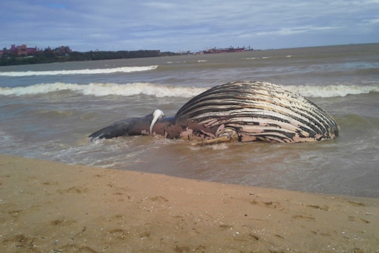 Dead Humpback Stuns Newport Beach Crowd on Balboa Peninsula