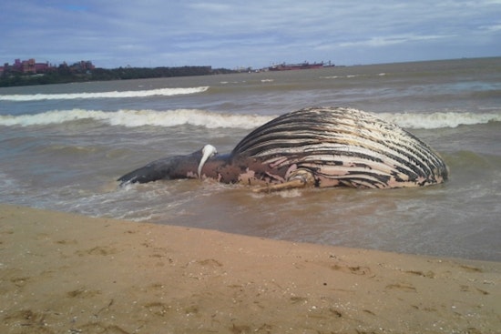 Dead Humpback Stuns Newport Beach Crowd on Balboa Peninsula
