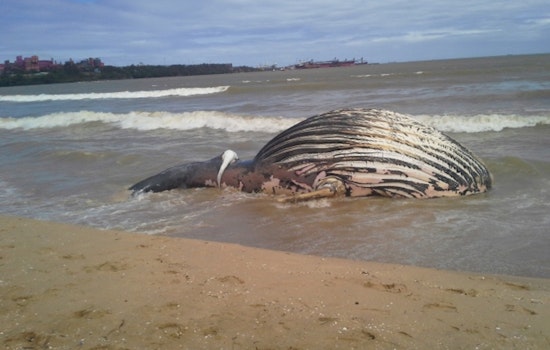Dead Humpback Stuns Newport Beach Crowd on Balboa Peninsula