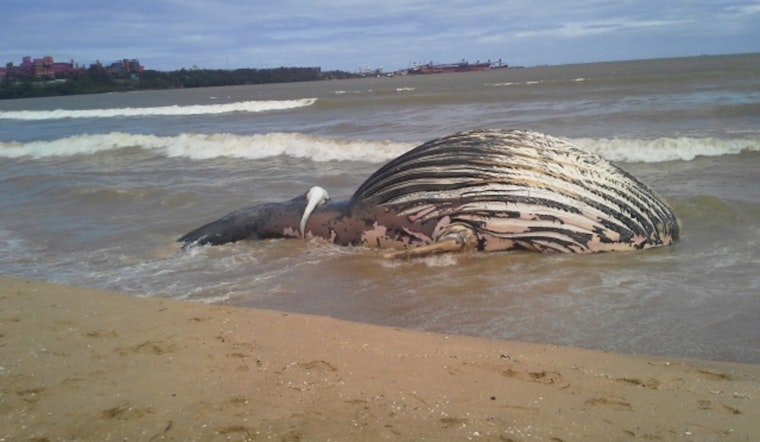 Dead Humpback Stuns Newport Beach Crowd on Balboa Peninsula