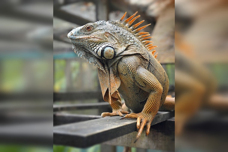 Dead Iguana Turns Killer In Loxahatchee Backyard Tragedy