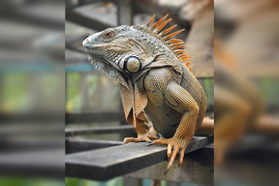Dead Iguana Turns Killer In Loxahatchee Backyard Tragedy