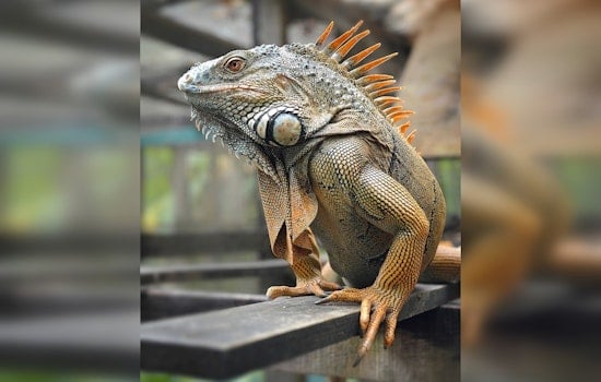 Dead Iguana Turns Killer In Loxahatchee Backyard Tragedy